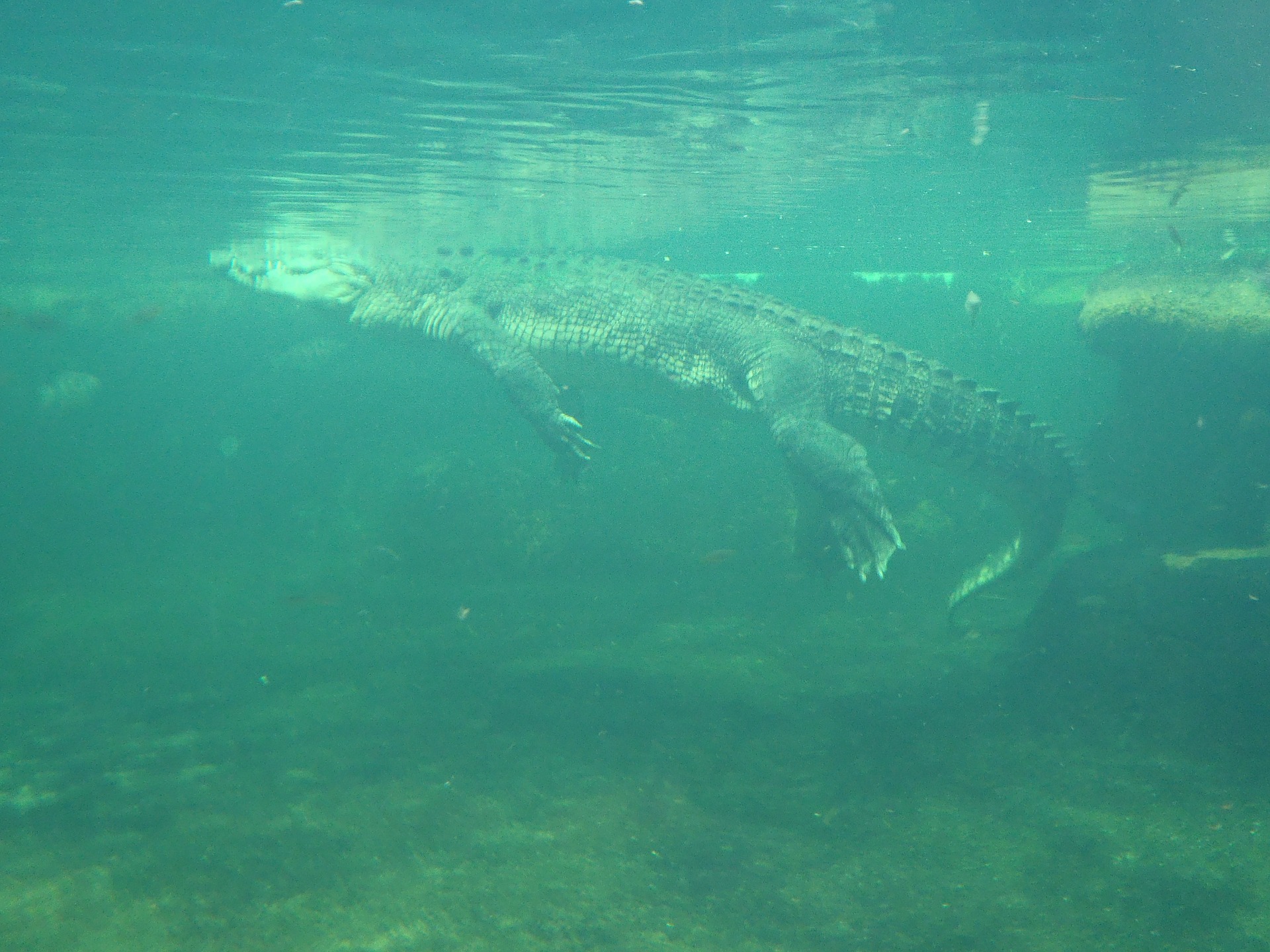 surfacing-crocodile-327212_1920