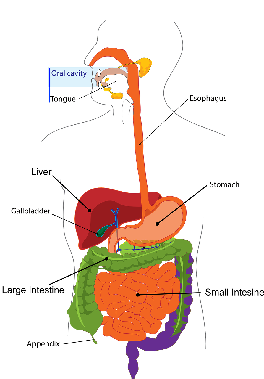 digestion-303364_1280